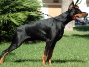 Dobermann Pinscher