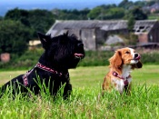 Dogs in Field