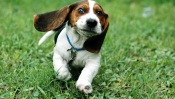 Funny Dog Basset Hound