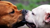 Kissing Dog