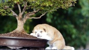 Funny Dog Sleeps under a Bonsai