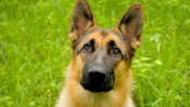 German Shepherd at Green Grass