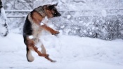 German Shepherd in the Jump