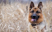 German Shepherd in the Yellow Grass