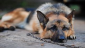 German Shepherd on a Chain