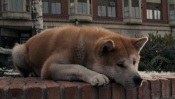 Sad Hachiko