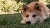 Hachiko