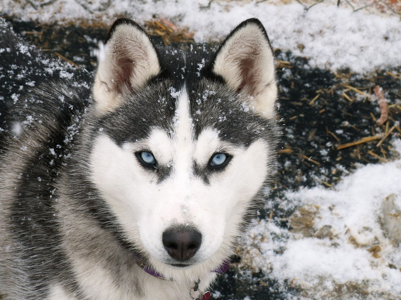 Husky