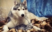 Husky And Kitty