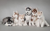 Husky Puppies