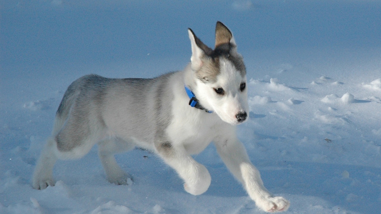 Husky Puppy