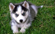 Angry Husky Puppy