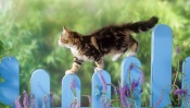Kitten on a Fence