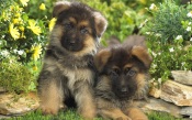 Puppies German Shepherd