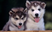 Two Small Huskies