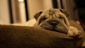 Shar Pei Puppy