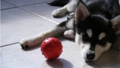 Siberian Husky And a Ball