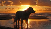 The Dog at Sunset
