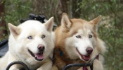 Two Huskies