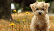 West Highland White Terrier