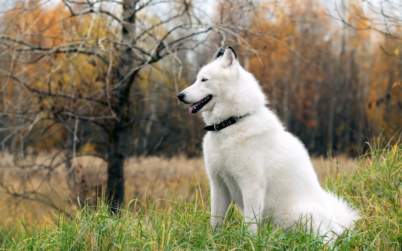 White Husky