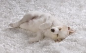 White Puppy Is Sleeping on the White Carpet