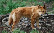 Wild Dog Dingo