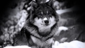 Black and White Photo of the Wolf