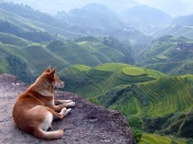 A Dog and a Beautiful Landscape