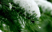 Fir Branch in the Snow