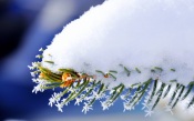 Fir Twig in the Snow