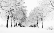 The Road in the Winter Forest