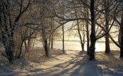 Winter Forest