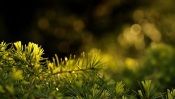 Branches of a Conifer