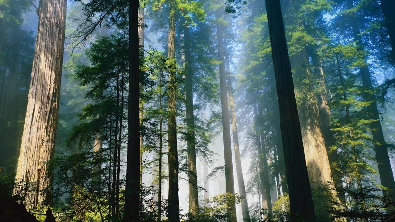 Coniferous Forest