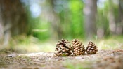 Fir Cone