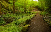 Forest Path