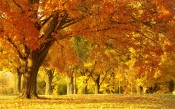 Golden Autumn - Yellow Leafs Cover