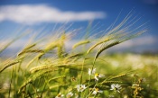 Grass and Chamomile