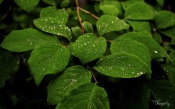 Rain Drops on the Leaves