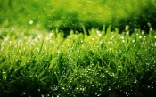 The Greens and the Dew