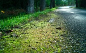 The Moss on the Road