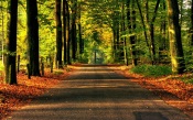 The Road Through the Forest