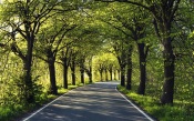 The Road Through the Green Park