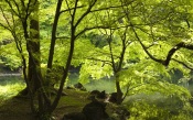 The Trees by the Lake