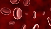 Erythrocytes