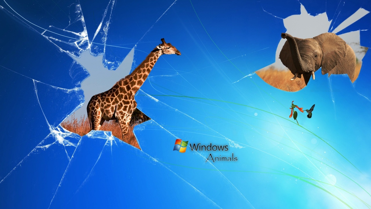 Windows Animals