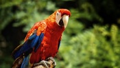 Macaw