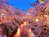 The Blooming Sakura