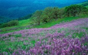 The Field of Lilac